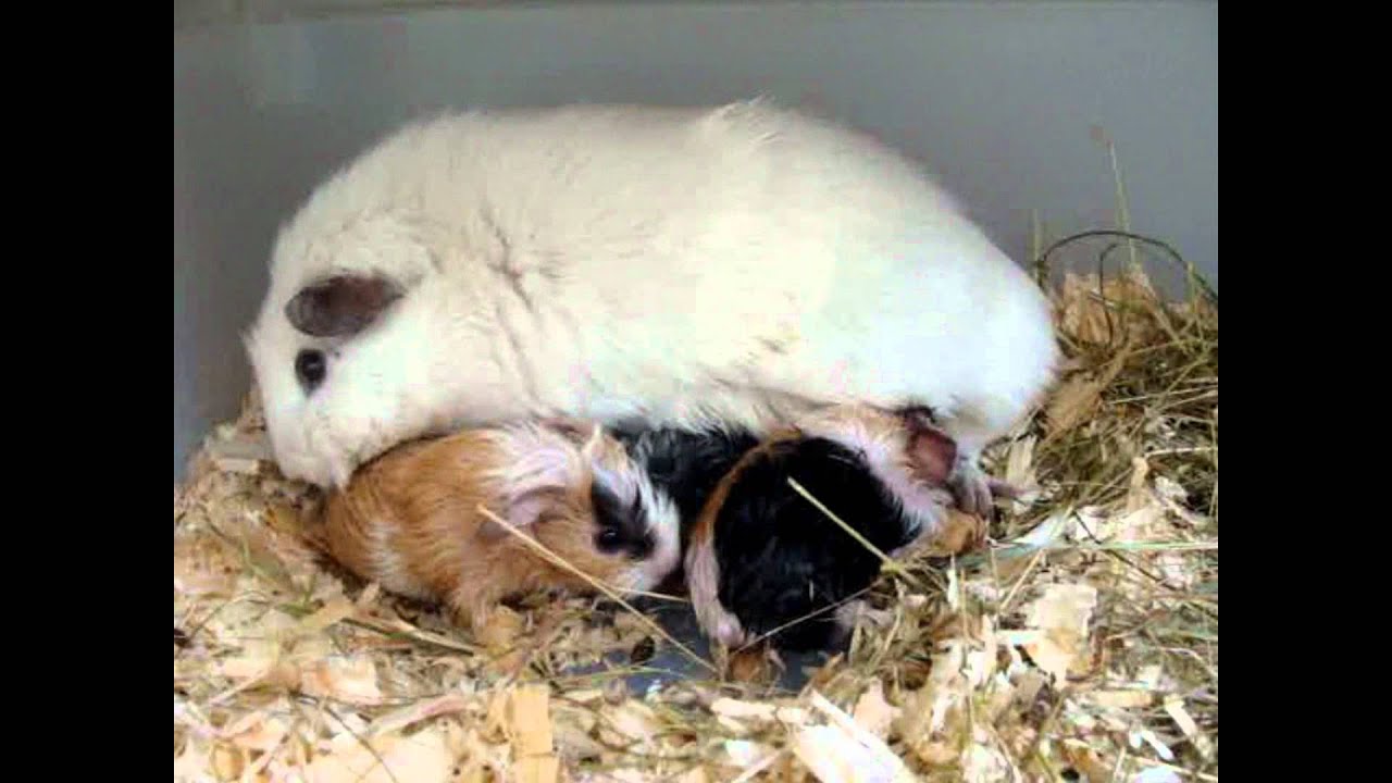 Cavia geboorte en meer! - YouTube - Hoeveel Babys Worden Er Per Seconde Geboren