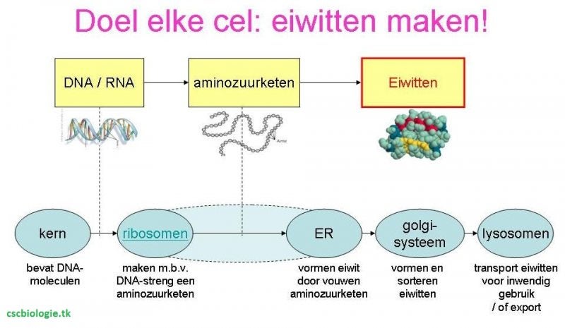 Cel, organel, mitose / Menselijk lichaam / Onderwerpen | Cscbiologie - Welke Organellen Zijn Betrokken Bij De Synthese Van Eiwitmoleculen