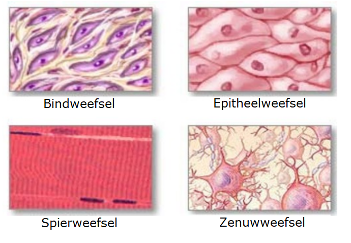 cel weefsels | Vitamine B6 Vergiftiging - Geef Drie Voorbeelden Van Weefsels Bij Mensen.