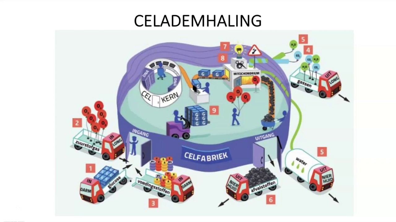 Celademhaling - YouTube - Welke Energieomzetting Vindt Plaats In Een Elektromotor