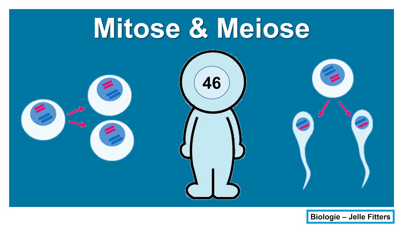 Wat Is Het Verschil Tussen Mitose En Meiose