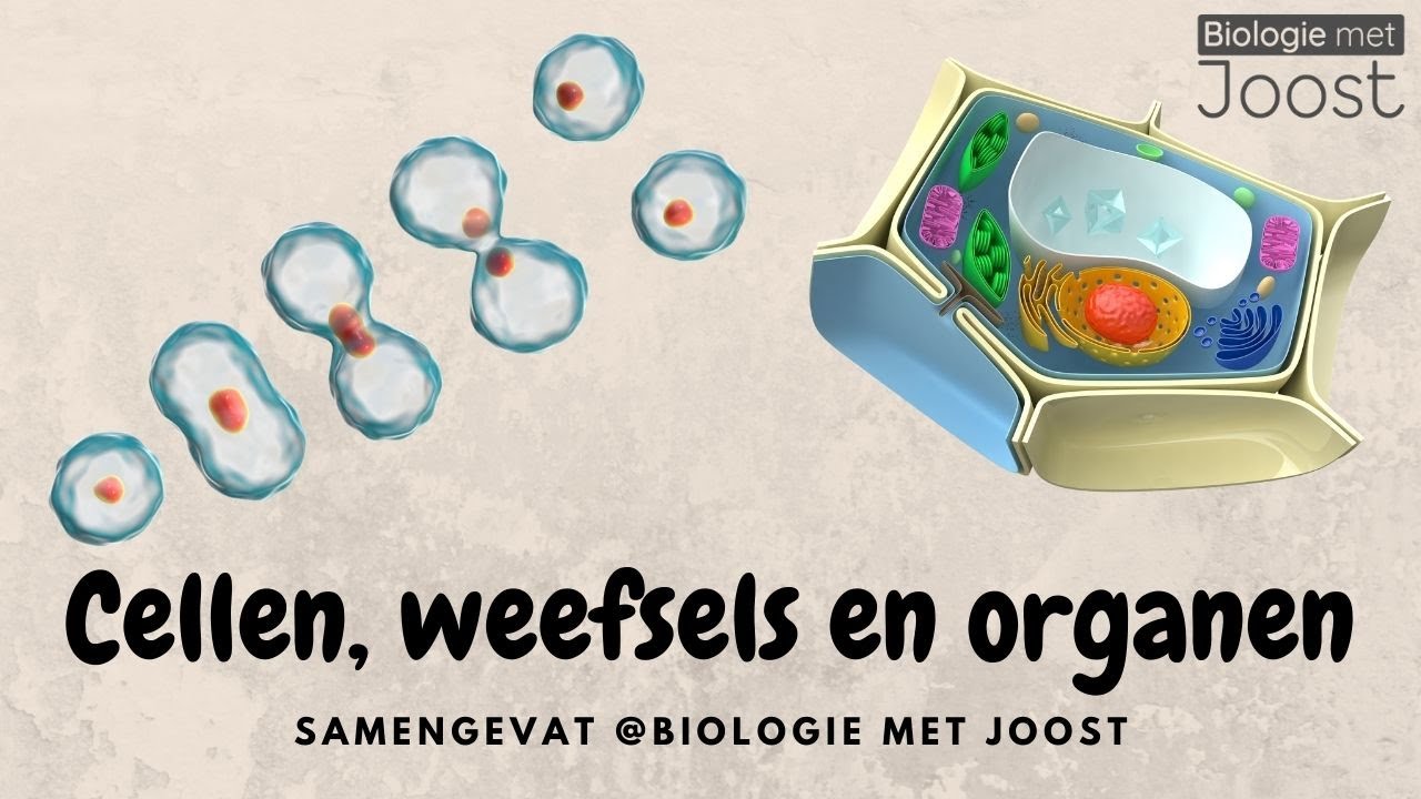 Cellen, weefsels en organen | Samenvatting - YouTube - Welk Orgaan Maakt Oestrogeen Aan