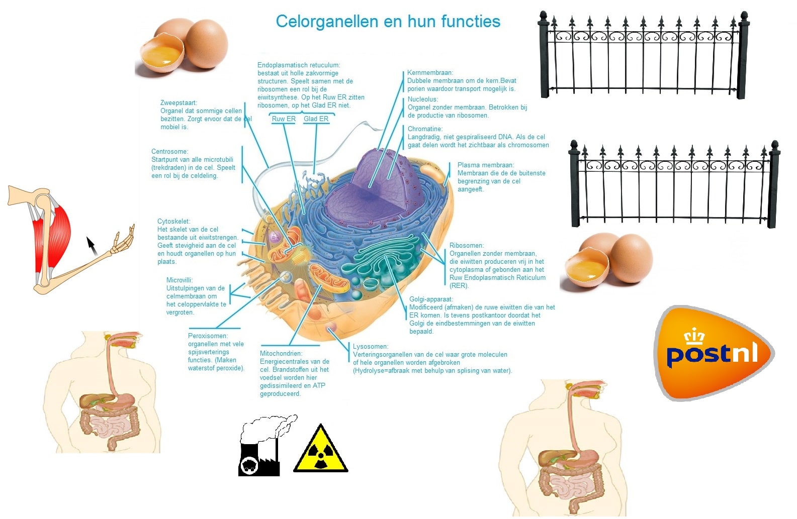 Welke Organellen Zijn Betrokken Bij De Synthese Van Eiwitmoleculen