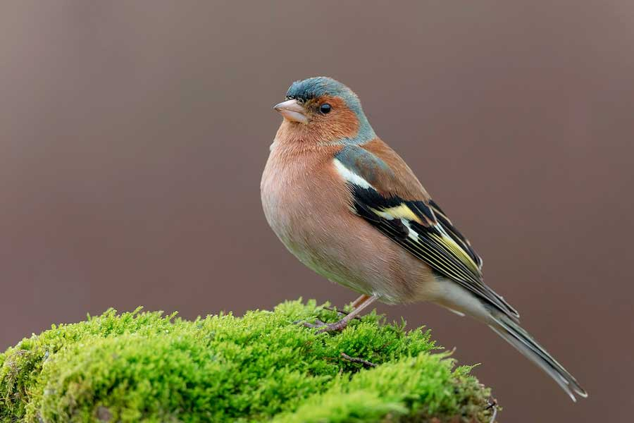 Kleine Vogel Met Gele Streep Op Kop