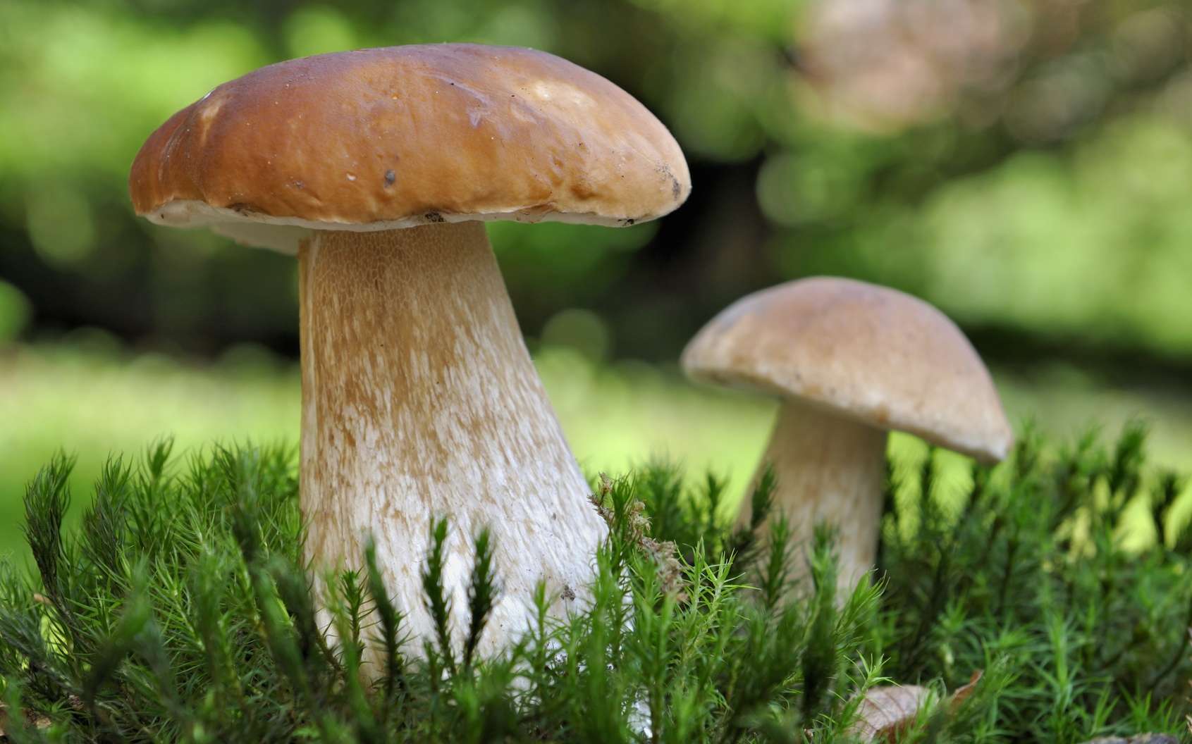 Champignons Bewaren In De Koelkast