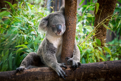 Hoe Ziet Een Koala Eruit