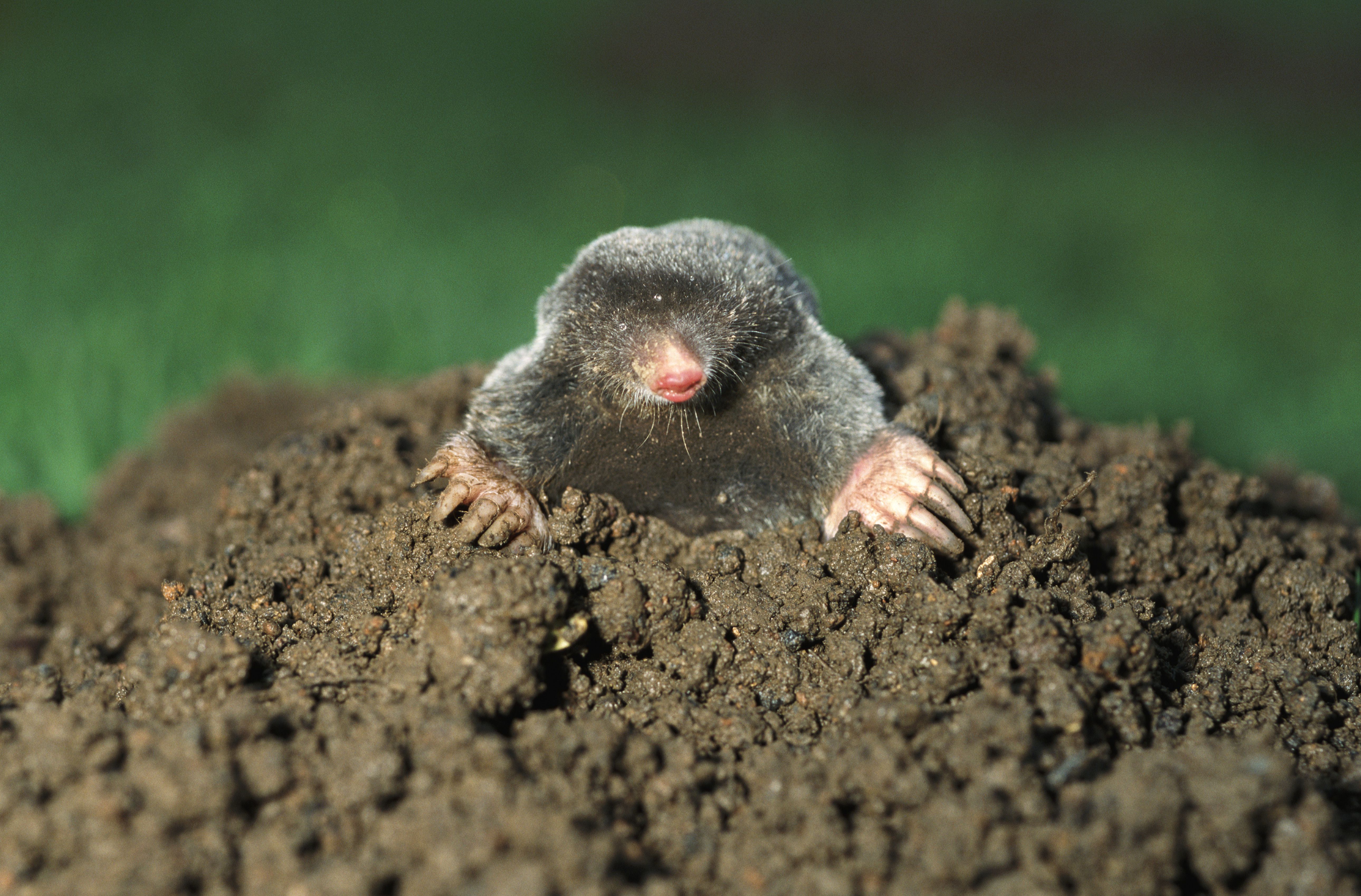 Chemistry Mole Calculation Test Questions - Waarom Komt Een Mol Boven De Grond