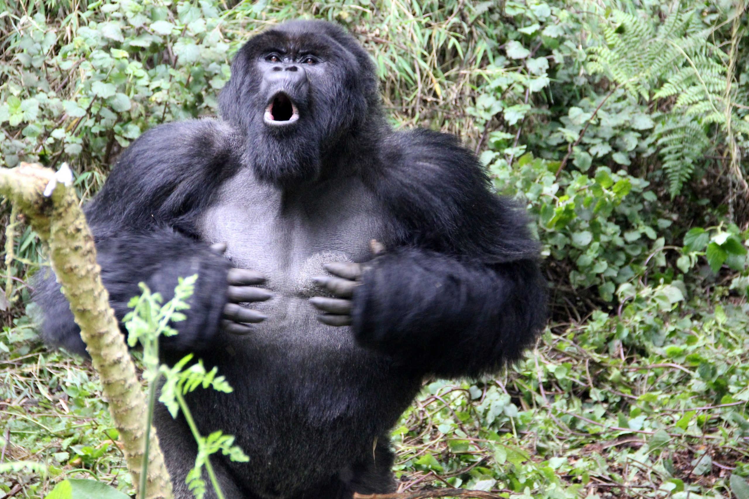 Chest-Beating Gorillas Don’t Bluff: Honest Signal of True Body Size - Hoe Oud Wordt Een Gorilla Gemiddeld