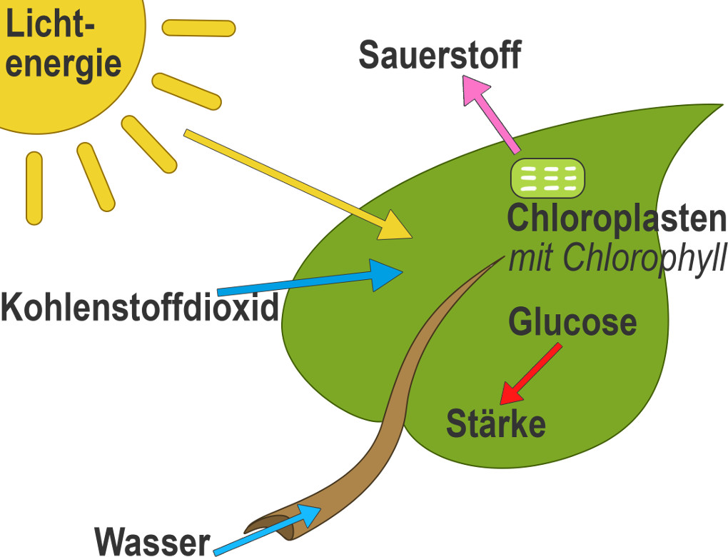 Chloroplasten Definition Fotosynthese – Neubecks Seiten - Welke Stoffen Ontstaan Bij Fotosynthese