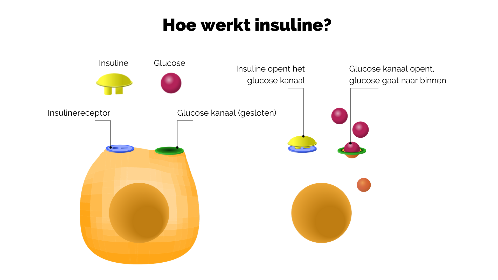 Cholesterolverlagend Dieet | Gezond met Metabolic Balance! - Hoe Wordt Kunstmatige Insuline Gemaakt