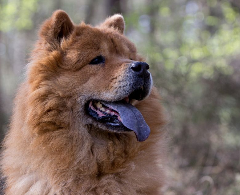 Chow Chow Chow Chow Dogs, Dogs And Puppies, Animals, Animales, Animaux - Chou Chou Hond Met Blauwe Tong