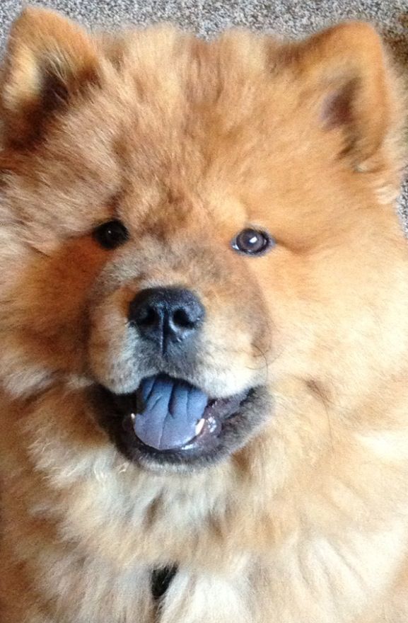 Chow Chow | Chow Chows | Pinterest - Chou Chou Hond Met Blauwe Tong