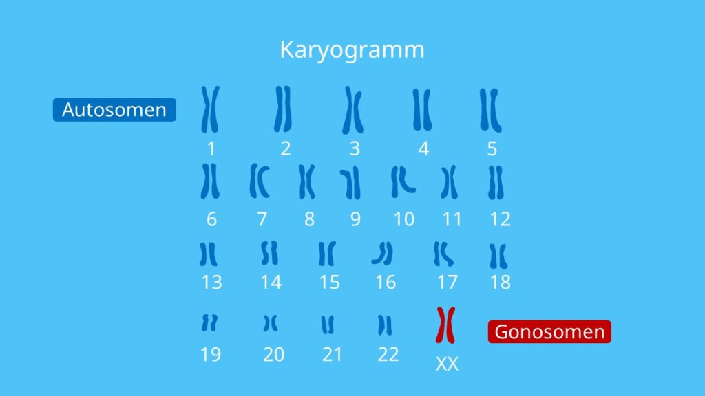 Chromosomen · Aufbau und Darstellung · [mit Video] - Hoeveel Chromosomen Heeft Een Mens 12 Letters