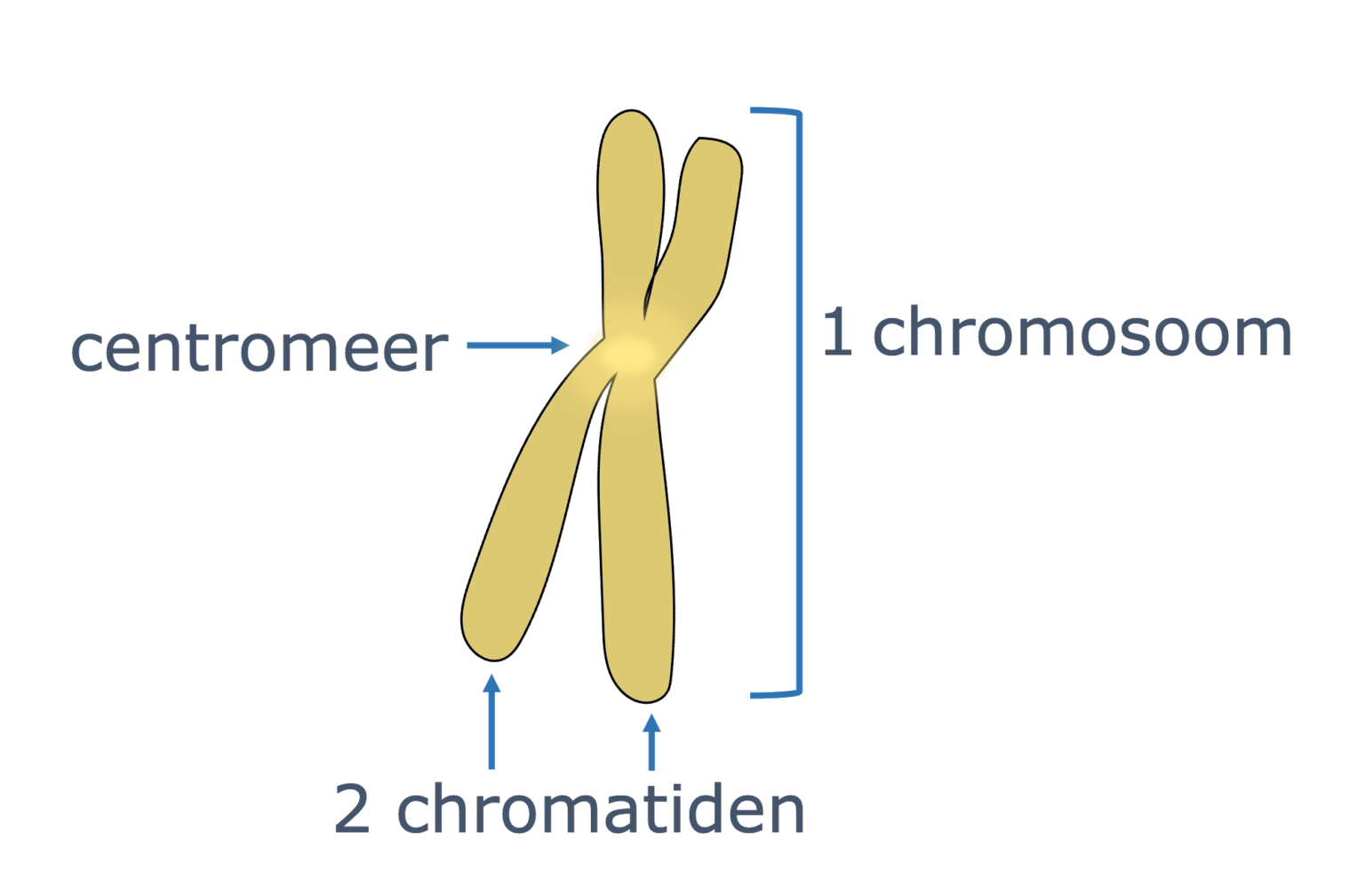 Chromosomen – Biojuf - Uit Welke Stof Bestaan Chromosomen Voor Een Groot Deel