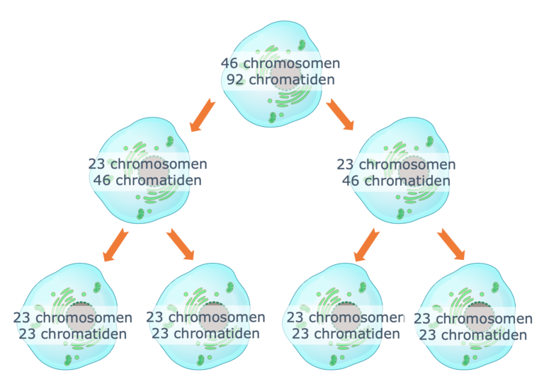 Uit Welke Twee Stoffen Bestaat Een Chromosoom