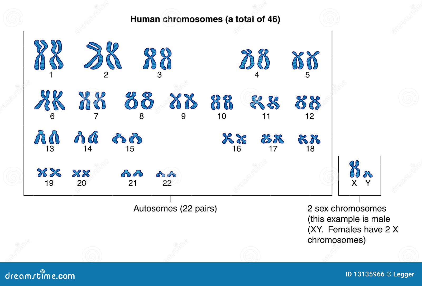 Chromosomes Cartoons, Illustrations & Vector Stock Images - 1692 - Vrouwen Met Xy Chromosoom Naakt