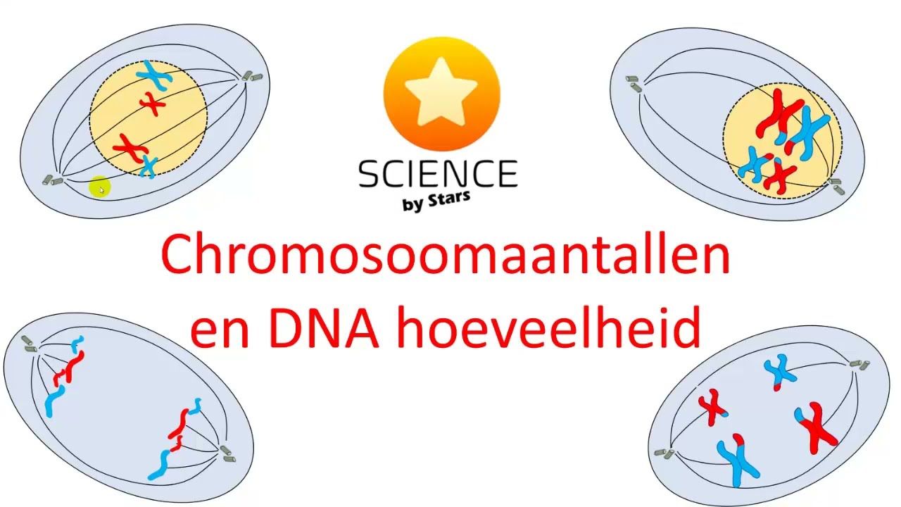 Chromosoomaantal en DNA - hoeveelheid bij de celdeling - YouTube - Hoeveel Rugwervels Heeft Een Mens