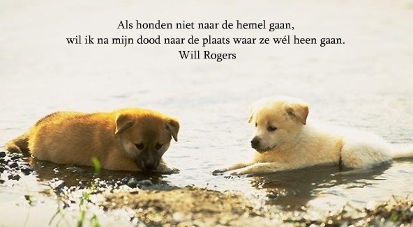 Citaten en gedichten over honden | HondenForum - Hond In Laten Slapen Sterkte