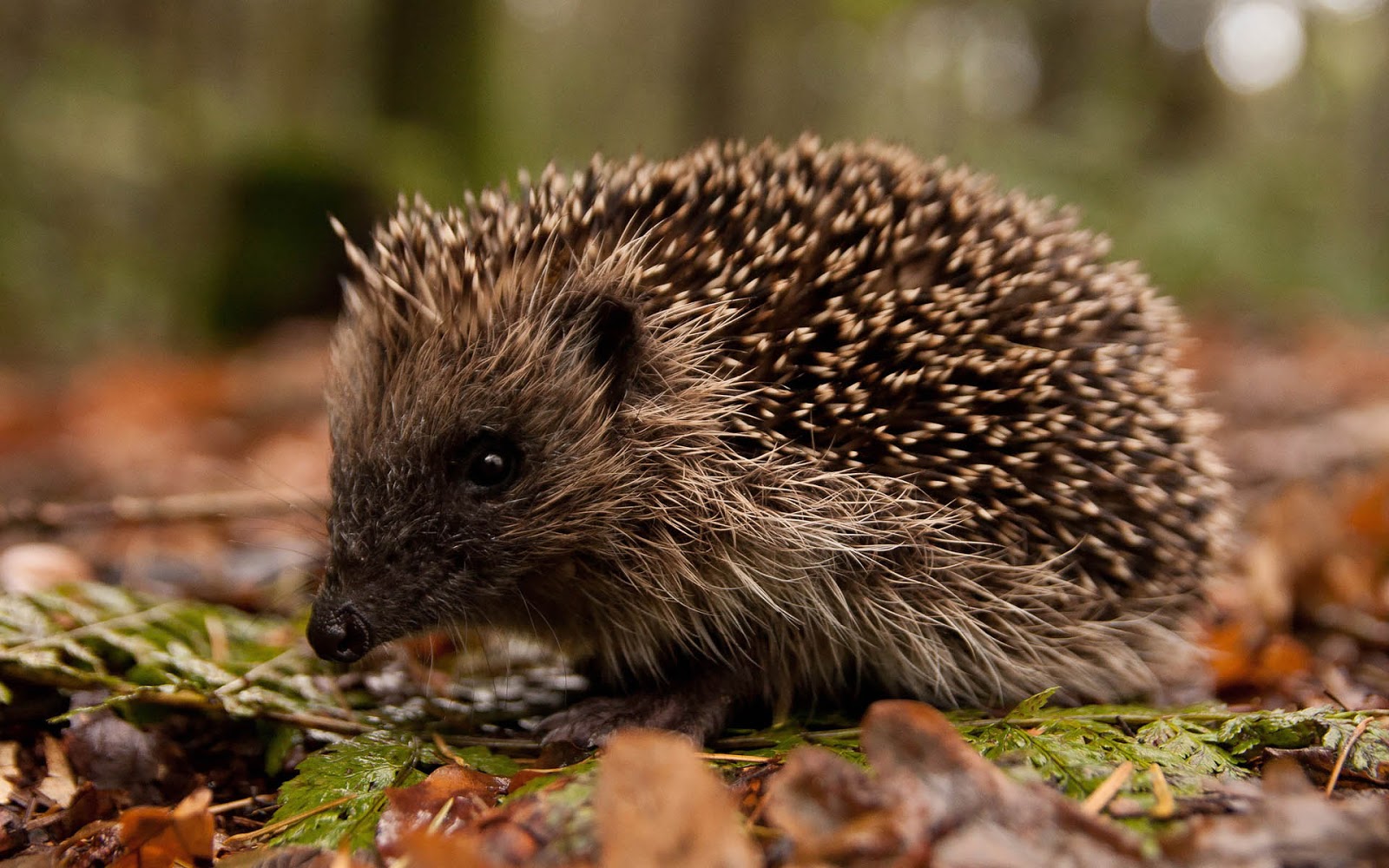 Close up foto van een egel - Achtergronden - Egel Vouwen Van Een Boek