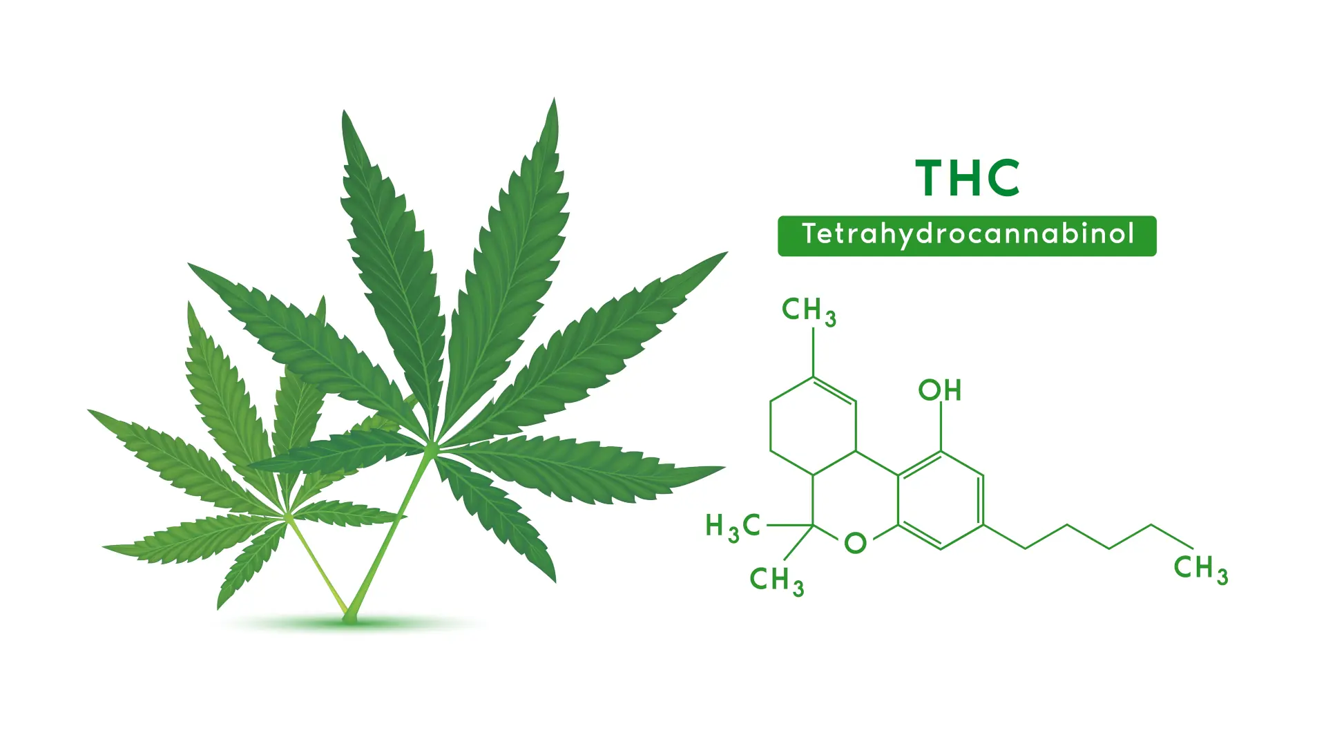 Co je to THC? Benefits & Side Effects - KANNASTAR BRANDS - Hoeveel Thc Olie Per Dag