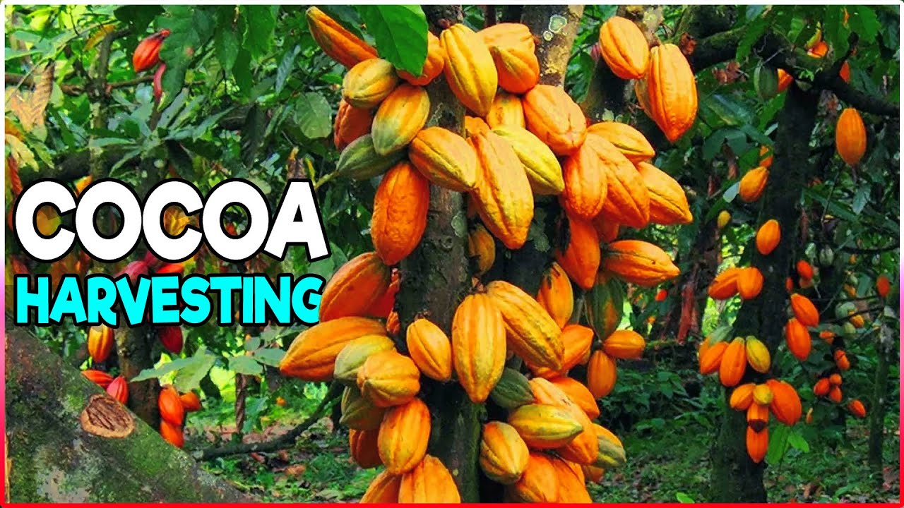 Cocoa Harvesting & Post Harvest Management | Cocoa Farming / Cacao - Waar Ter Wereld Groeien Cacaobomen