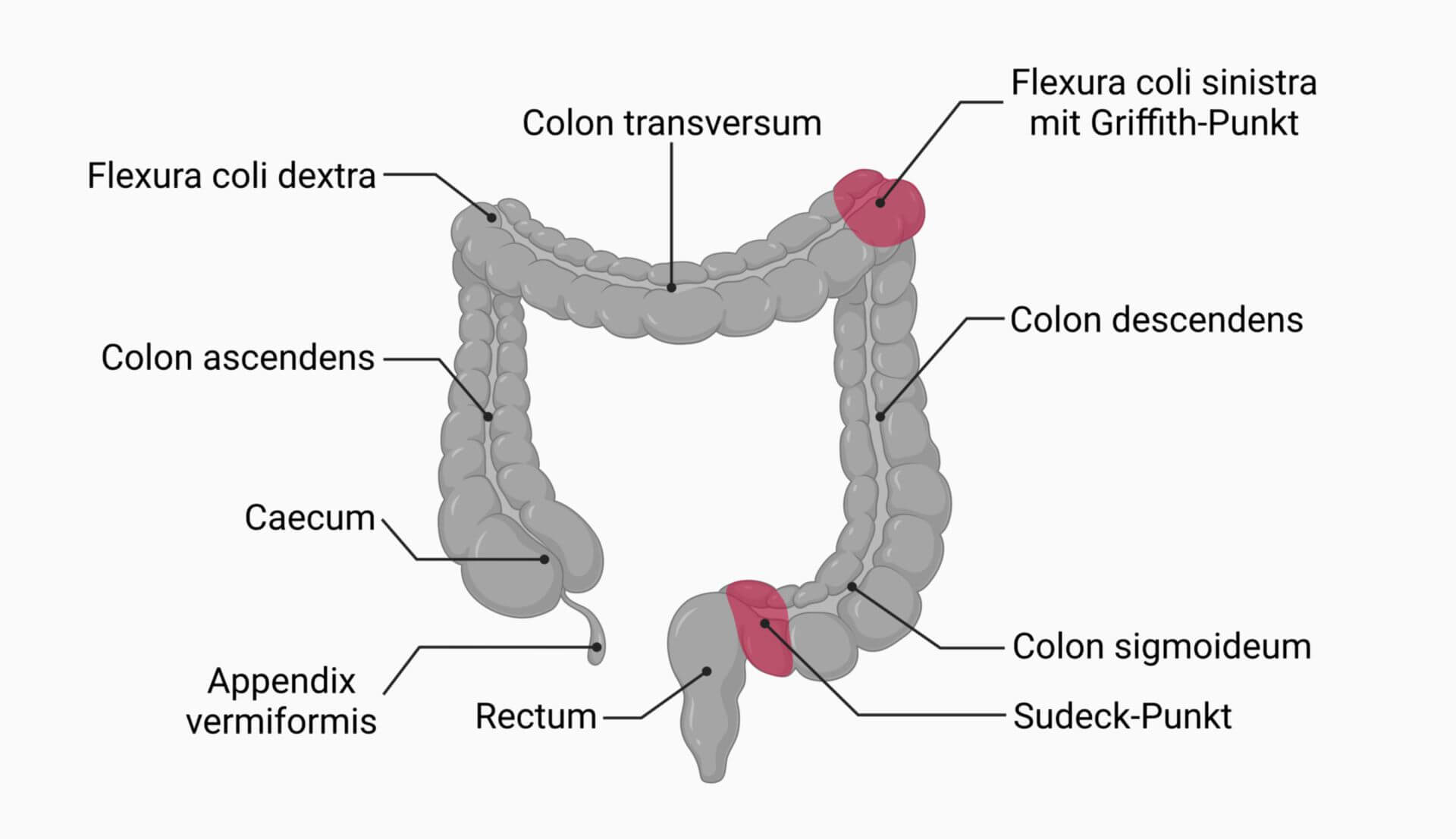 Colon Abschnitte - DocCheck - Hoe Lang Is Een Darm Van Een Mens