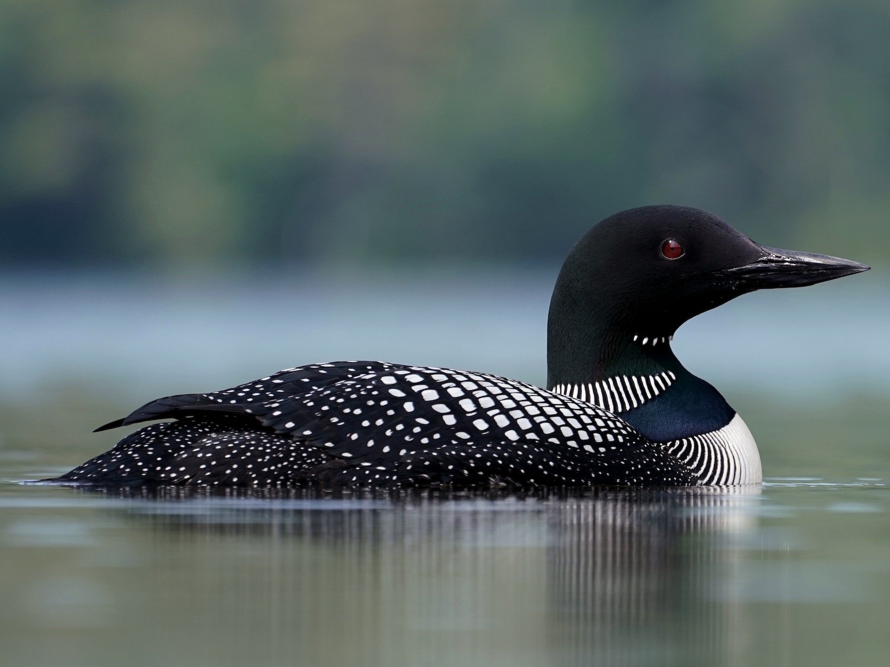 Common Loon - eBird - Loon Albert Heijn 18 Jaar