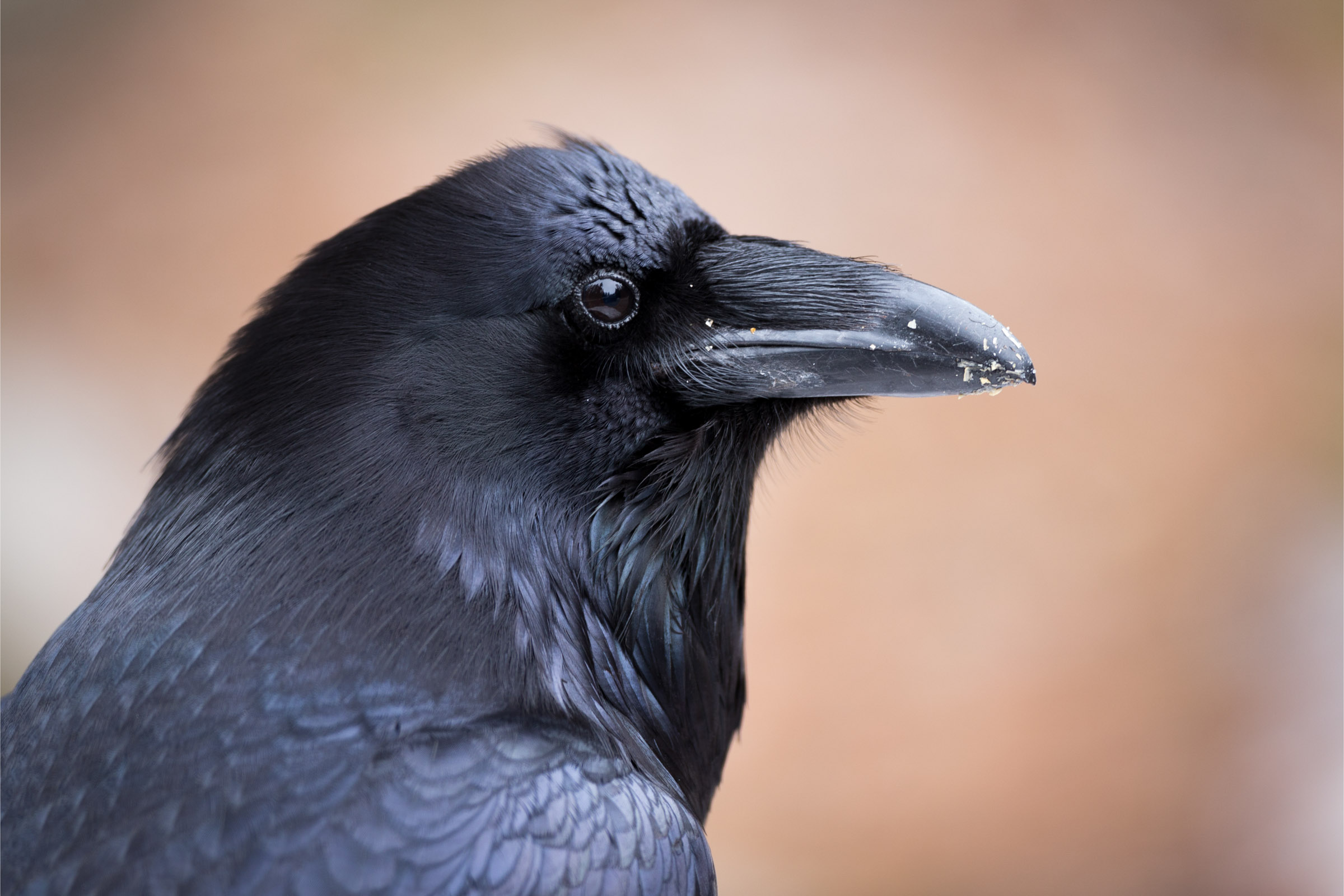 Raven Van Dorst Man Of Vrouw