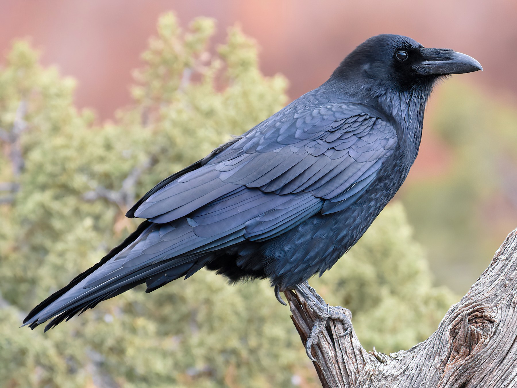Common Raven - eBird - Raven Van Dorst Man Of Vrouw