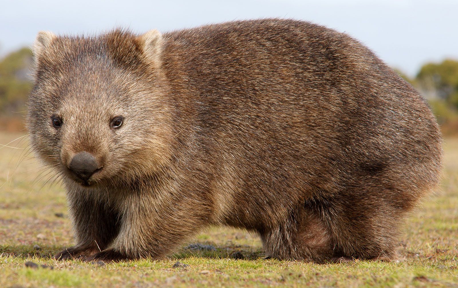 Wat Zijn Kangoeroes Wombats En Koala's