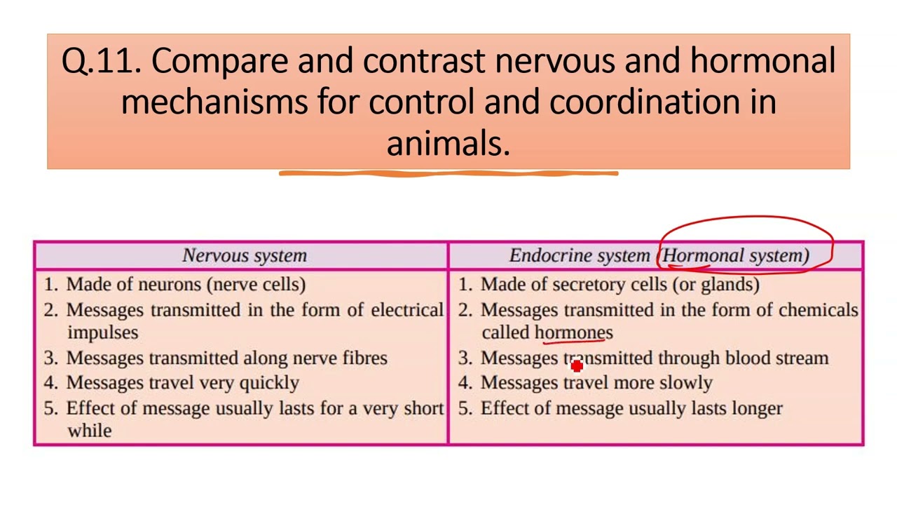 Compare and contrast nervous and hormonal mechanisms for control and - Hormonal System And Nervous System