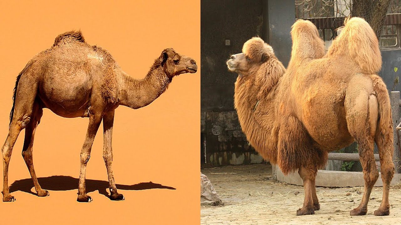 Comparing Dromedary and Bactrian Camels - YouTube - Waarom Staat Er Een Dromedaris Op Camel