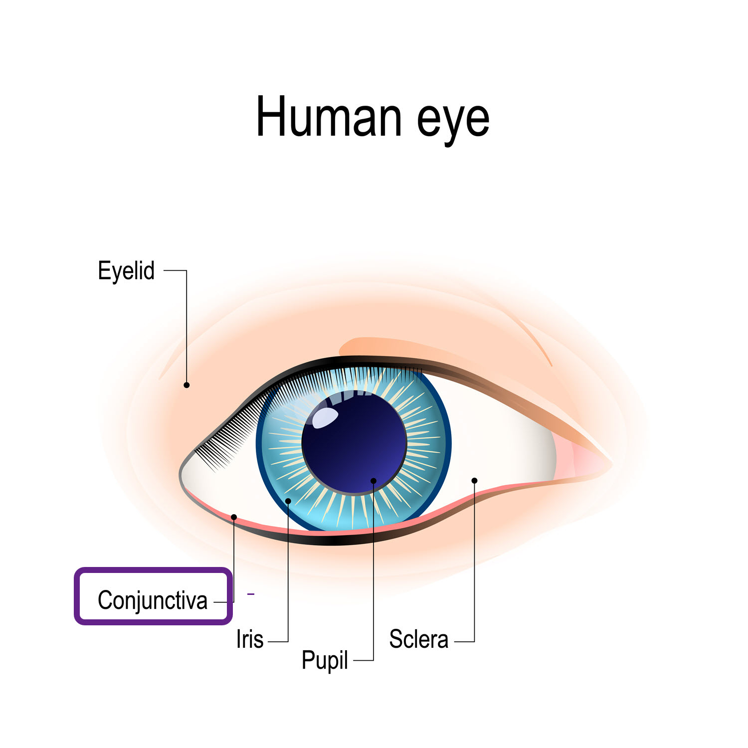 Conjunctiva Anatomy Discount Retailers | www.pinnaxis.com - Conjunctivale Zak Van Het Oog