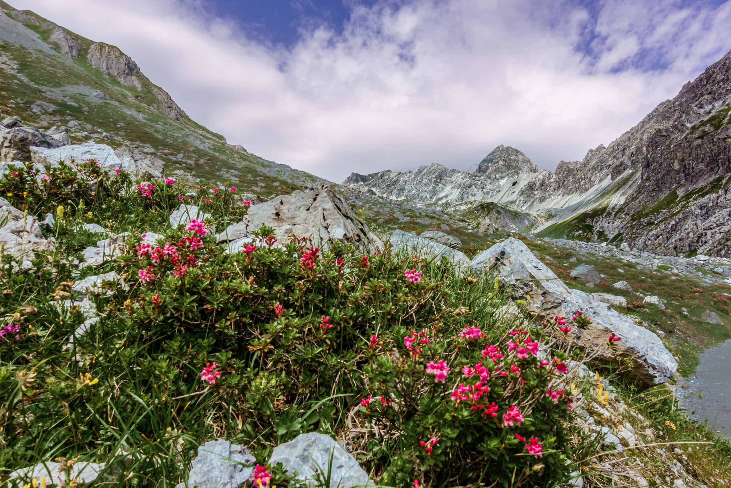 Conosci la flora alpina? - Adattamento e sopravvivenza - Flora En Fauna Van Nederland