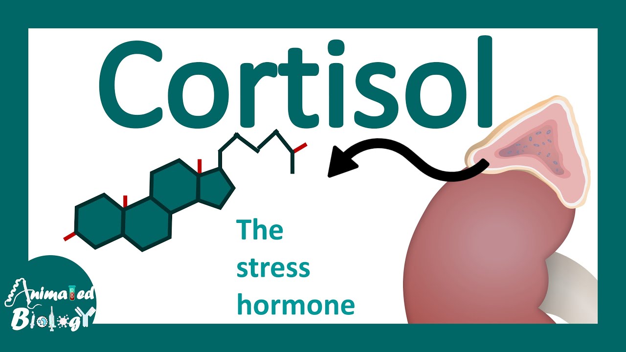 Cortisol | cortisol's effects on body | cortisol: the stress hormone - Wat Doet Cortisol Bij Stress