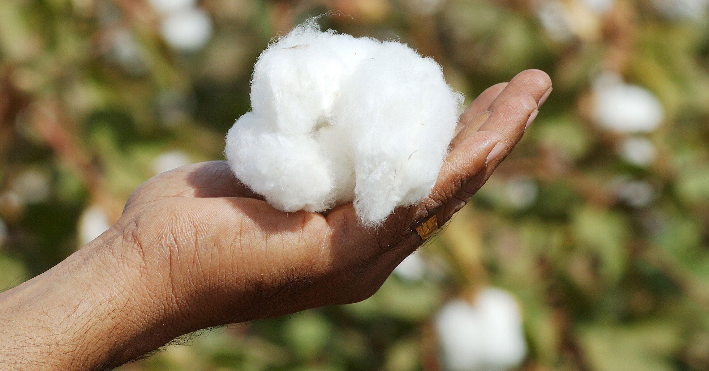 Cotton crop expected to grow by more than twice - Profit by Pakistan Today - Cotton Eye Joe By Rednex