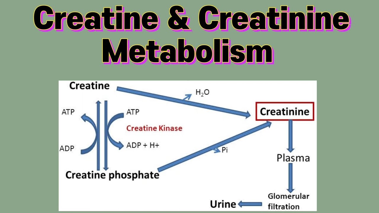 Creatine & Creatinine Metabolism #metabolism #biochemistry #protein # - Waar Is Creatine Van Gemaakt
