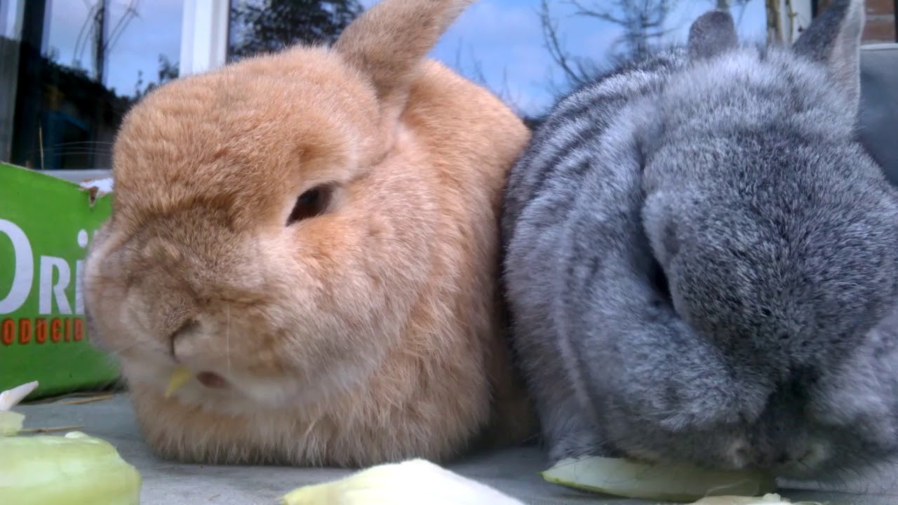 Cute Rabbits - Schattige konijntjes in grappige filmpjes. #2 konijnen - Kunnen 2 Vrouwtjes Konijnen Samen