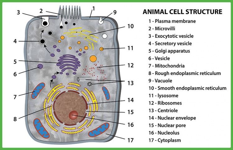 Cytoplasma - Wat Is De Functie Van Cytoplasma