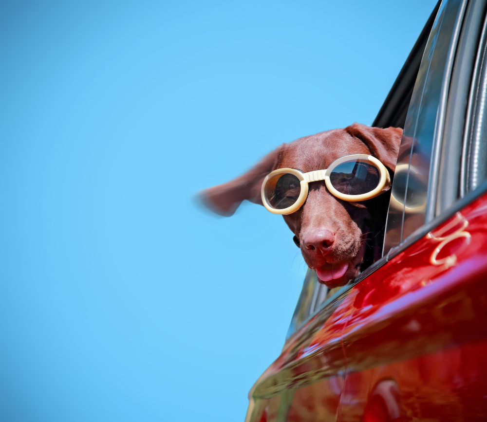 Dààrom hangen honden graag met hun kop uit het autoraampje - WOEF - Hond In Auto Met Raam Open