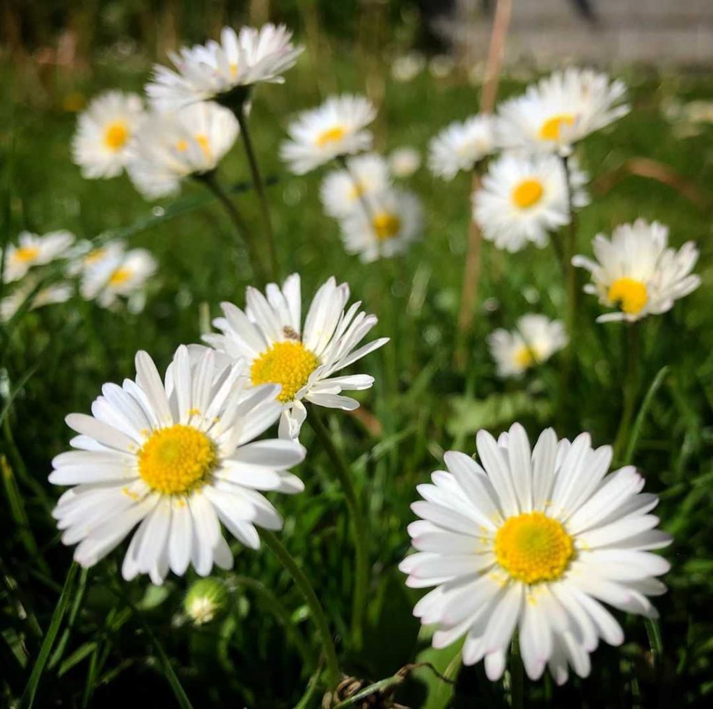Daisy flower meaning • Origins • Symbolism and other interesting facts - Daisy Daisy Give Me Your Answer
