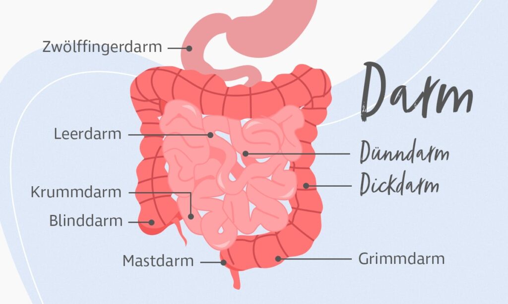 Darm: Aufbau und Funktionen | AKN - Hoelang Is Je Dunne Darm