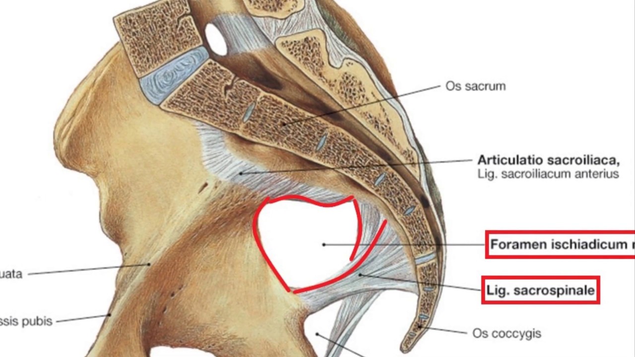 Das Foramen ischiadicum majus, Foramen suprapiriforme und Foramen - Foramen Ischiadicum Majus En Minus