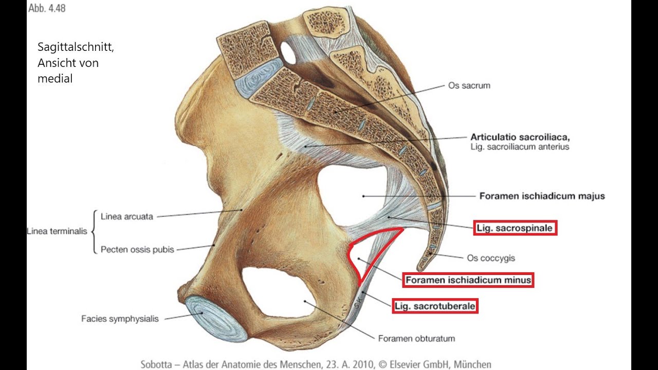 Foramen Ischiadicum Majus En Minus