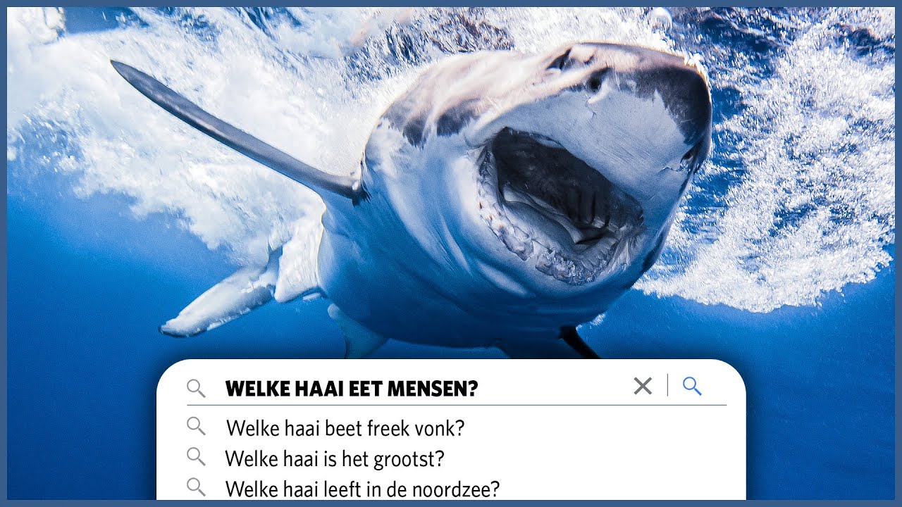 Welke Haaien Zijn Gevaarlijk Voor Mensen