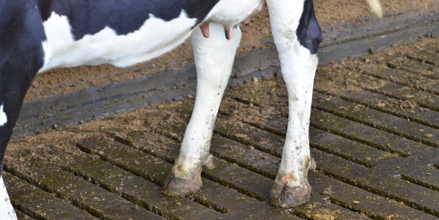 De 9 voordelen van een mestscheider - Hoeveel Kg Moet Elke Poot Van De Koe Kunnen Dragen