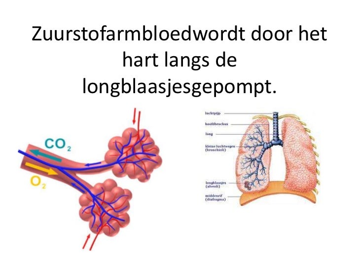 De ademhaling - De Ademhaling Gaat Sneller Doordat