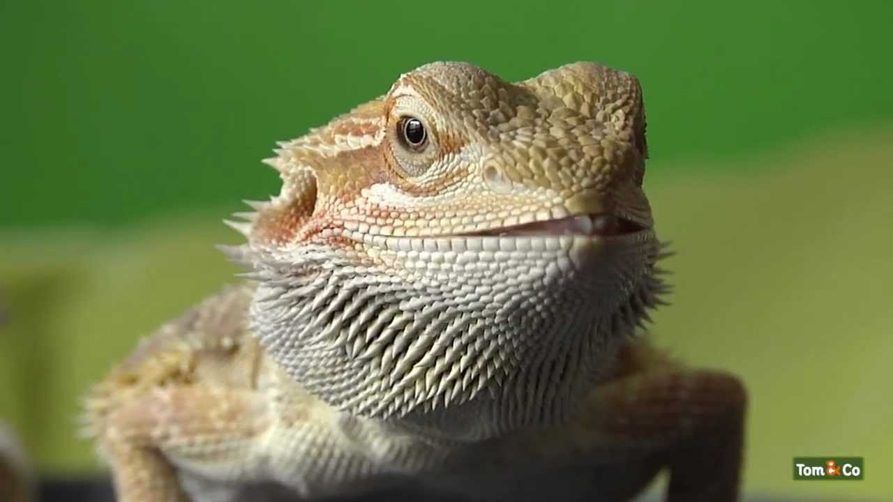 De baardagaam - Mijn reptiel - Tom&Co - YouTube - Hoe Verdedigt Een Boom Zich Tegen Vraat