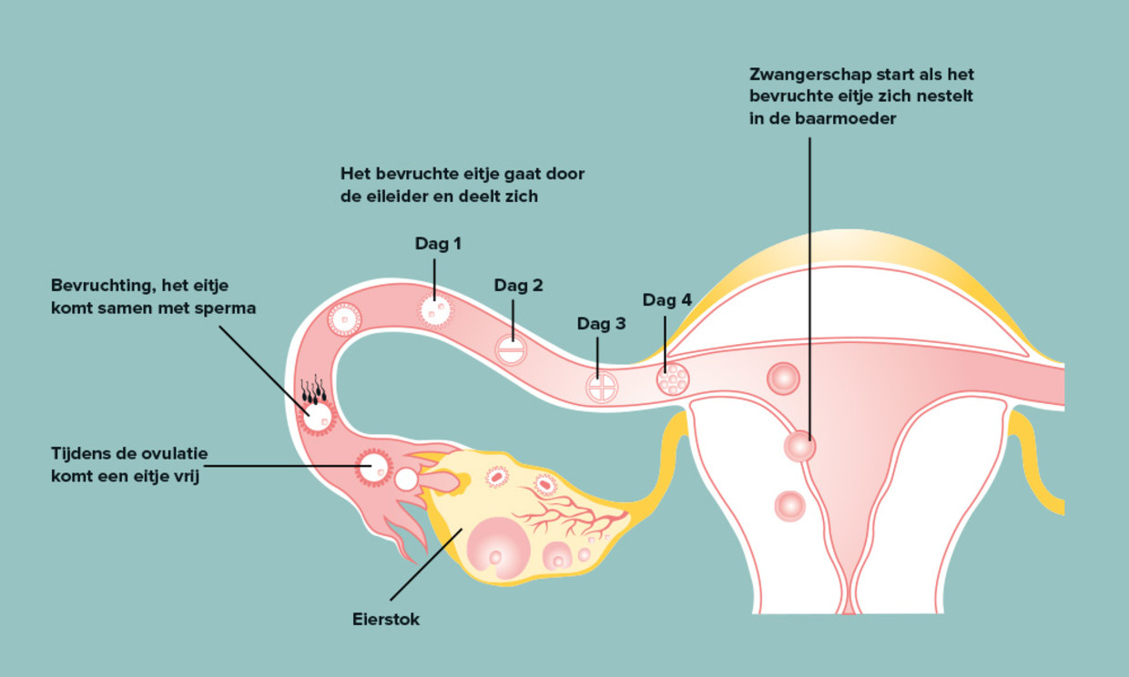 De bevruchting (conceptie): eicel en zaadcel - Ouders van Nu - Hoe Lang Duurt Het Voordat Zaadcel Bij Eicel Is