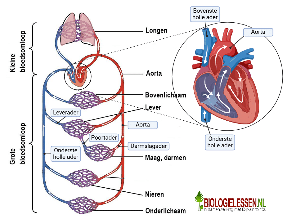 De bloedsomloop - Biologielessen.nl - Wat Is De Functie Van De Kleine Bloedsomloop